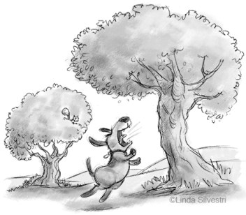 barking-up-the-wrong-tree-450